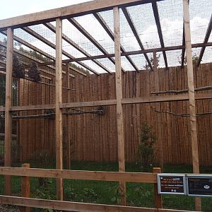 Aviary Eurasian and Siberian eagle-olws