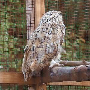 Siberian eagle-owl (Bubo bubo sibiricus)