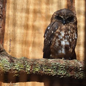 Morepork (Ninox novaeseelandiae)