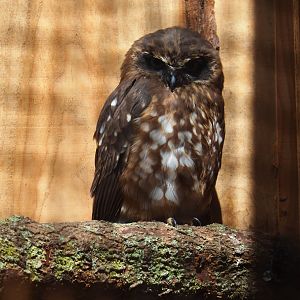 Morepork (Ninox novaeseelandiae)