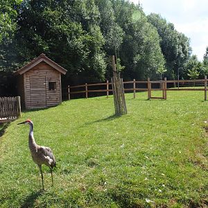 Sandhill crane and reindeer yard