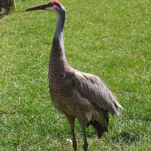 Sandhill crane (Antigone canadensis)