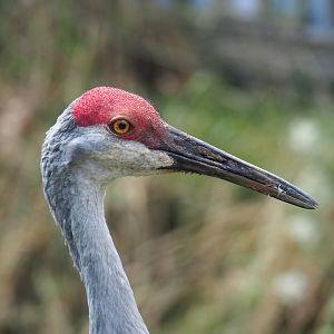 Sandhill crane (Antigone canadensis)