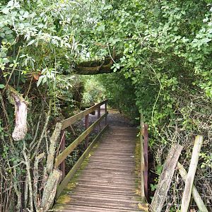 Bridge and naturalistic park lay-out