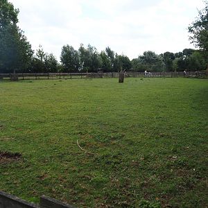 Scottish Higland cattle paddock