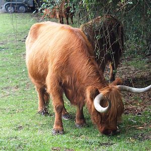 Scottish Highland cattle (Bos taurus taurus)