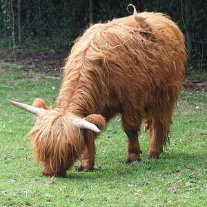 Scottish Highland cattle (Bos taurus taurus)