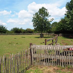 Scottish Highland cattle paddock