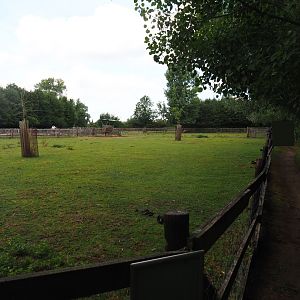 Scottish Highland cattle paddock