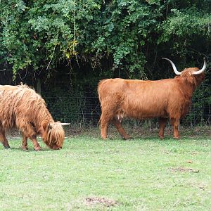Scottish highland cattle (Bos taurus taurus)