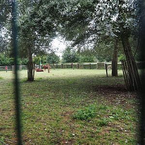 Zebra - Ankole-watussi paddock