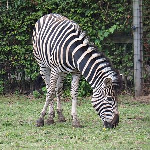 Damara zebra (Equus quagga burchellii)