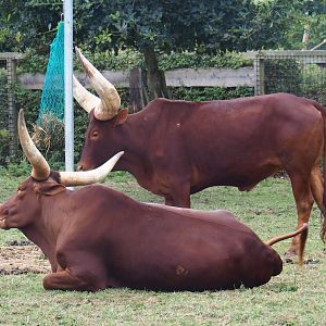 Ankole-Watusis (Bos taurus taurus - B. t. indicus hybrid)