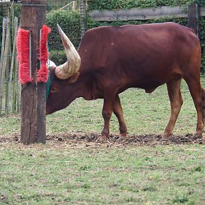 Ankole-Watusi (Bos taurus taurus - B. t. indicus hybrid)