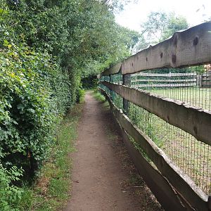 Pathway and zebra/Ankole-Watusi paddock fencing