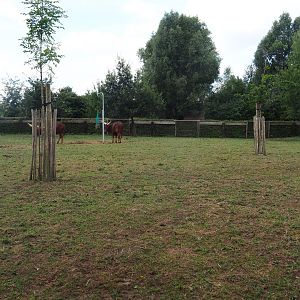 Zebra - Ankole-Watusi paddock
