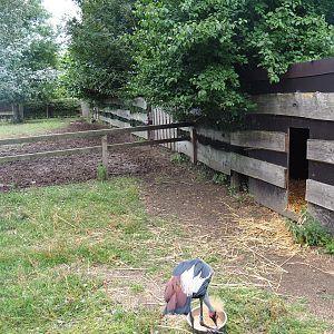 Grey crowned crane coop and yard
