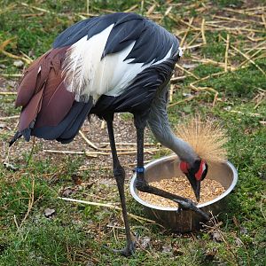Grey crowned crane (Balearica regulorum) eating grain