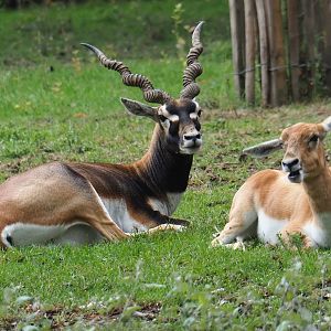 Blackbuck (Antilope cervicapra) pair