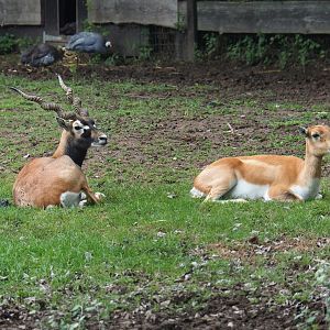 Blackbuck (Antilope cervicapra) pair