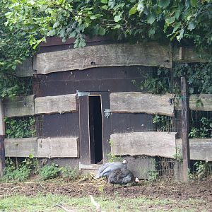 Helmeted guineafowl (Numida meleagris) coop