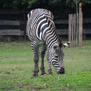Grant's Zebra (Equus quagga boehmi)