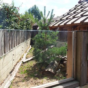 Striped skunk exhibit
