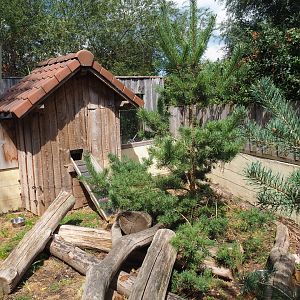Striped skunk exhibit