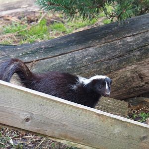 Striped skunk (Mephitis mephitis)