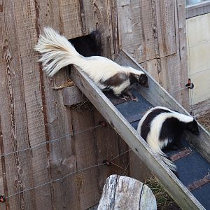 Striped skunks (Mephitis mephitis)