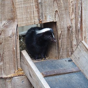 Striped skunk (Mephitis mephitis)
