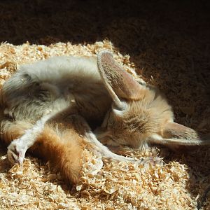 Fennec fox (Vulpes zerda)