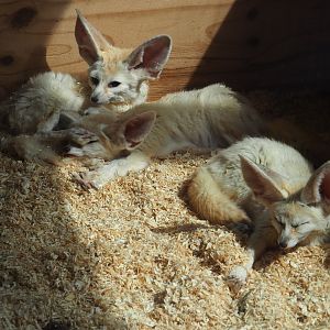 Fennec foxes (Vulpes zerda)