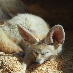 Fennec foxes (Vulpes zerda)