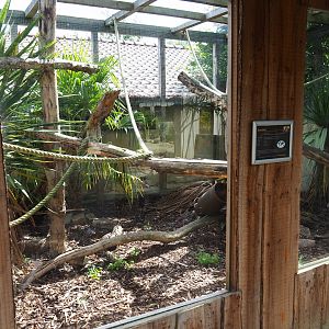 European genet exhibit