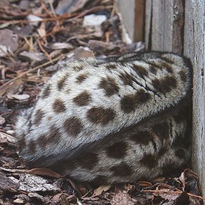 European genet (Genetta genetta)