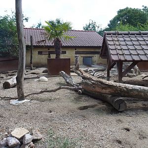 Crested porcupine and meerkat exhibit