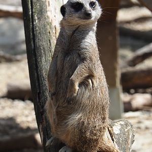 Meerkat (Suricata suricatta)