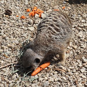Meerkat (Suricata suricatta) sniffing porcupine food