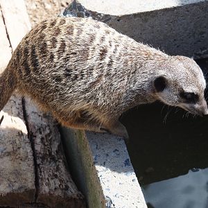 Meerkat (Suricata suricatta)