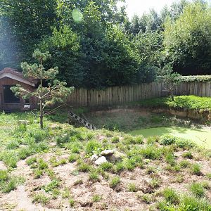 Asian small-clawed otter exhibit