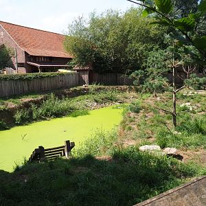 Asian small-clawed otter exhibit