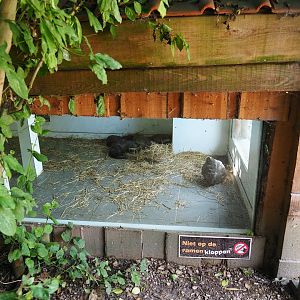 Asian small-clawed otter den