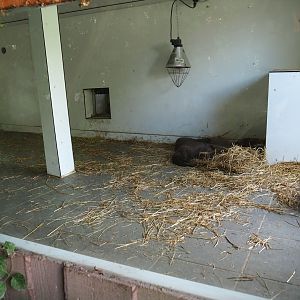 Asian small-clawed otter den