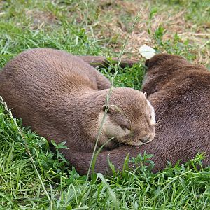 Asian small-clawed otters (Aonyx cinerea)