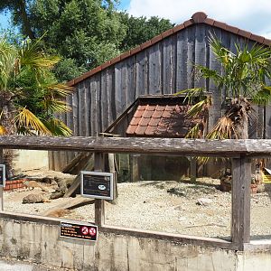 Yellow mongoose and meerkat exhibit