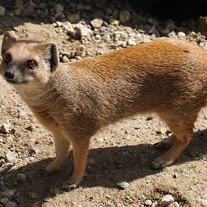 Yellow mongoose (Cynictis penicillata)