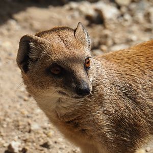 Yellow mongoose (Cynictis penicillata)