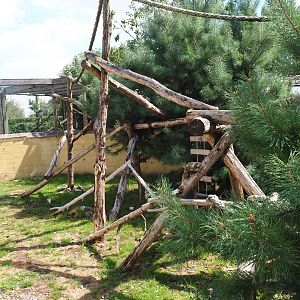 Ring-tailed coati exhibit