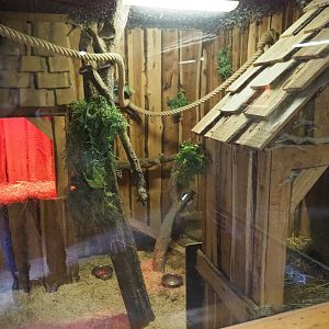 Meerkat - Yellow mongoose indoor housing